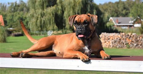 Types of Boxer Dogs - AZ Animals