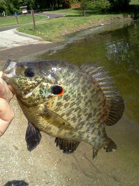 Monster Redear (aka shellcracker if you're down South...) | Fish ...