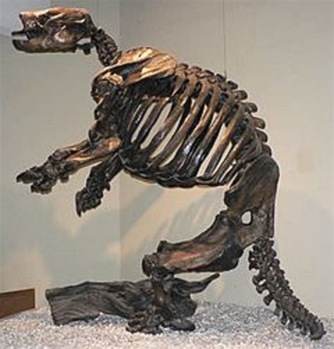 Sloth fossils and cast replicas Catonyx tarijensis Eremotherium ...