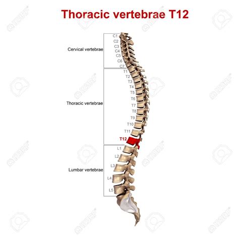 T12 Subluxation – Back To Life Chiropractic