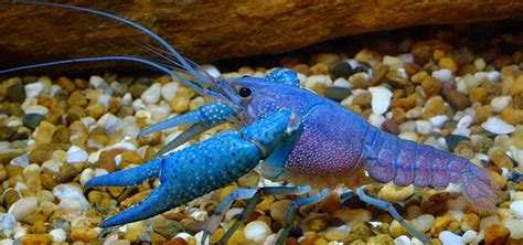 Adding Blue Fish to the Aquarium| Tropical Fish Hobbyist Magazine