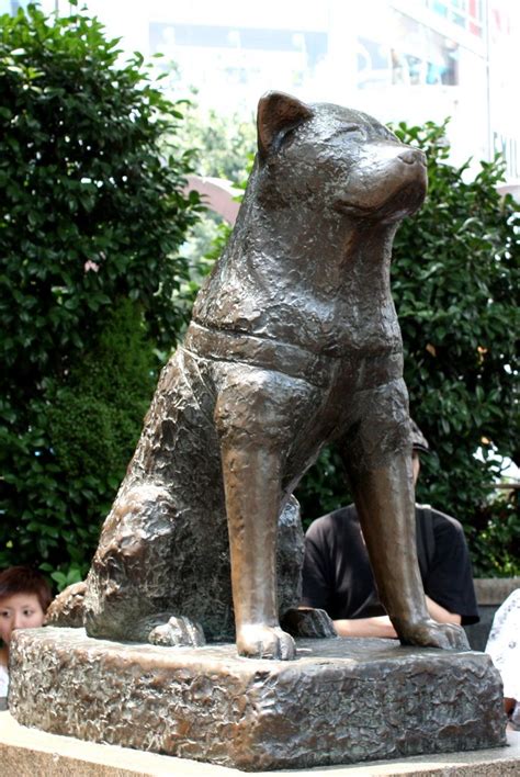 Hachiko Statue, Shibuya, Tokyo "Hachikō was an Akita dog born in the city of Odate, Akita ...