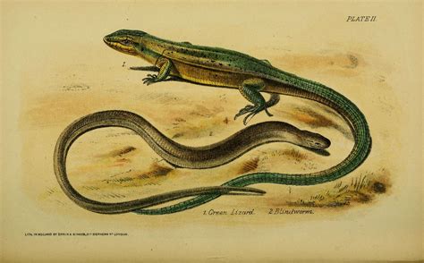 How a Fossilized Snake With Legs Fits Into the Lineage of Lizards - Atlas Obscura