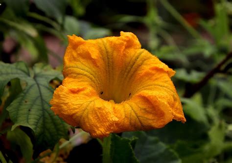 How To Encourage Female Pumpkin Flowers – Plant Grower Report