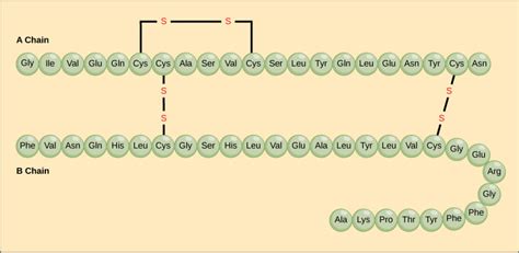 Reading: Protein Structure | Biology (Early Release)