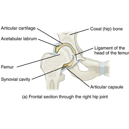 Image | Radiopaedia.org