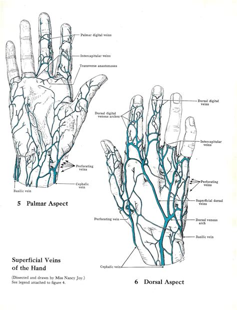 Superficial Veins of the Hand & Cutaneous Nerves of the Upper - Etsy Ireland