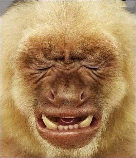 Crazy Animal Pictures: Crazy animal faces