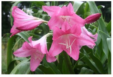 Planting Crinum Lily Seeds - The Bulb Hunter