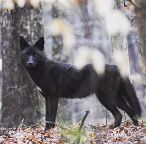 black coyote spotted in my hometown | Black coyote, Coyote animal, Coyote