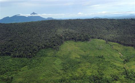 Vanishing Borneo: Saving One of the World’s Last Great Places - Yale E360