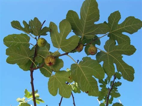 When To Plant Fig Trees - Planting Guide 2024 - Northern Nester