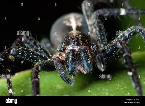 black spider in the amazon rainforest ecuador Stock Photo - Alamy