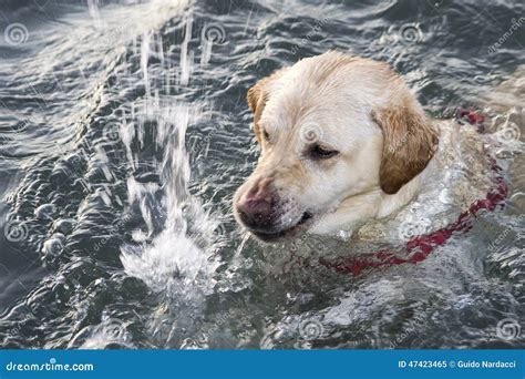 Labrador In The Sea Stock Photo - Image: 47423465