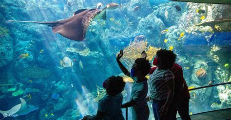 Aquarium of the Pacific Tickets - Klook New Zealand