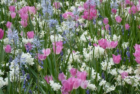 Dispatch from Metz: Flowers in the Jardin du Luxembourg