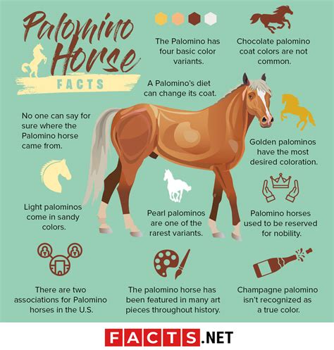 30 Interesting Palomino Horse Facts You Never Knew About