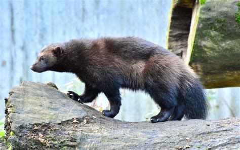 Wolverine Myths, Folklore and Spirit Animal Info by Linda Ursin