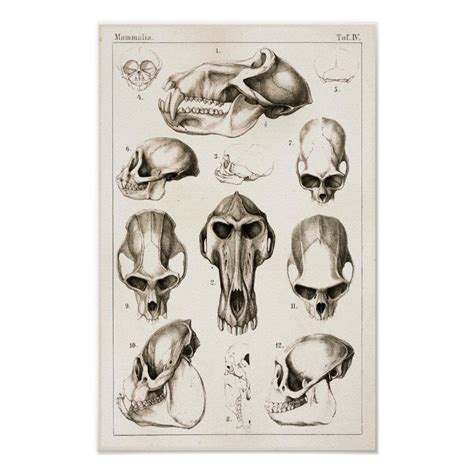 Skulls of Monkeys Veterinary Anatomy Print | Zazzle | Human anatomy art ...