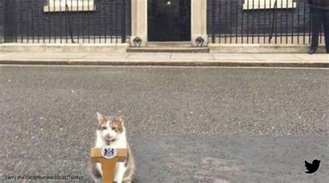 'I’m permanent, politicians are temporary residents': Larry the cat ...