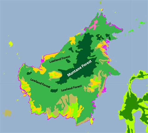 Borneo Lowland and Montane Forests