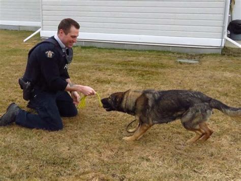 McBride to become home for RCMP dogs in training - The Rocky Mountain Goat