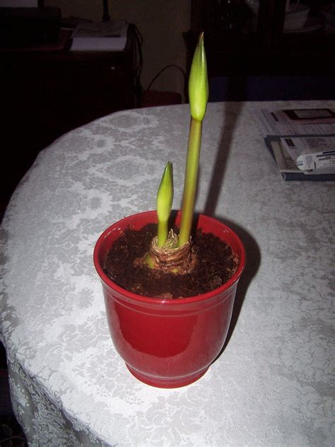 Amaryllis Bulbs Forcing - Easy Gardening Project