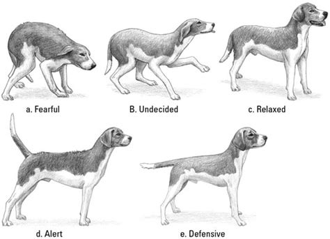 Understanding Your Puppy's Body Language - dummies