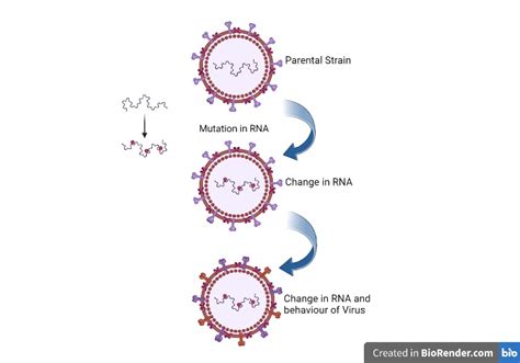 EVOLUTION OF VIRUSES: ROLE OF MUTATION IN EVOLUTION