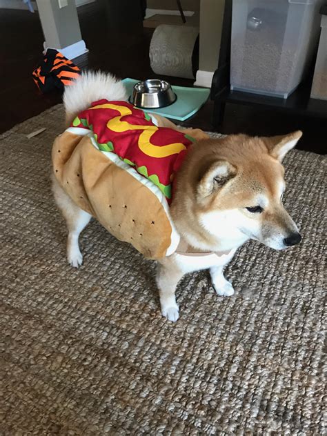 My boyfriend found the best doggy costume at a garage sale today! : r/shiba