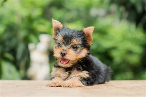 How Much Does a Teacup Yorkie Cost? (2024 Price Guide)