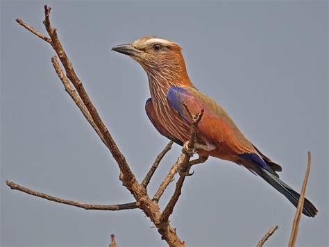 Animals, Roller, Bird