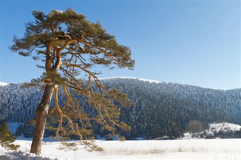 Premium Photo | Abant lake bolu turkey