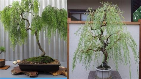 Weeping Willow Bonsai Tree