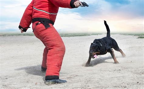 Premium Photo | Training of rottweiler