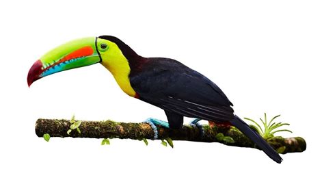 Keel-Billed Toucan Bird Facts | Ramphastos sulfuratus | AZ Animals