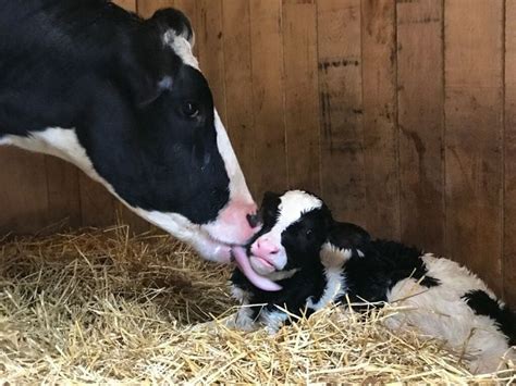 The cow that escaped the slaughterhouse gave birth, and her new baby is udderly adorable - nj.com