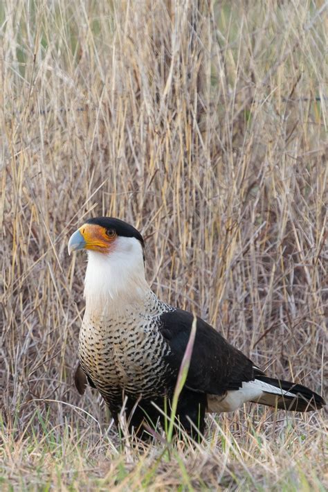 Gallery - Matagorda Bay Birdfest