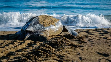 Leatherback Sea Turtle Habitat Map