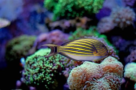 Clown Tang (Acanthurus lineatus) Marine Fish Care Guide