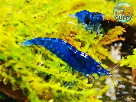 Blue Velvet Shrimp - Freshwater Neocaridina Aquarium Shrimp. Live Guarantee | eBay