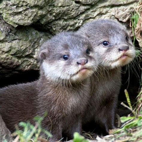 123 best Beavers, Otters, Groundhogs, Marmots images on Pinterest ...