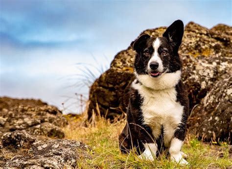 13 Popular Border Collie Mixes | All Things Dogs