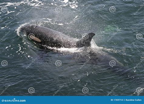 Orca Swimming stock photo. Image of species, southern - 1769714