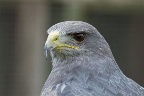 Grey Falcon stock image. Image of hunt, birdwatching - 54587805