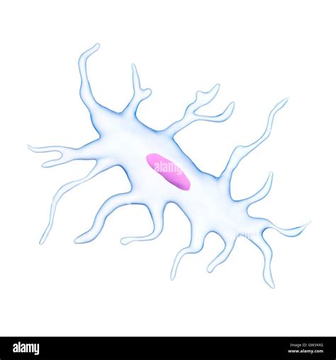 Bone Cell Drawing