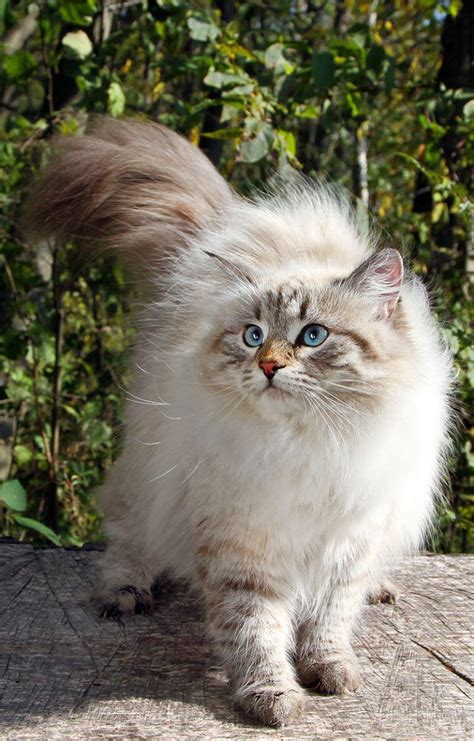 Rescue Siberian Cat