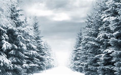 Wallpapers Hd Snow With Pine Trees - vrogue.co