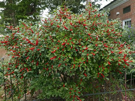 Ilex verticillata: 'Winterberry Holly' | College of Agriculture ...