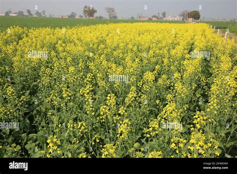 Mustard yellow flowers field crop in india best quality Stock Photo - Alamy